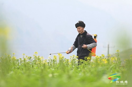 松桃：春暖農(nóng)忙正當(dāng)時(shí)