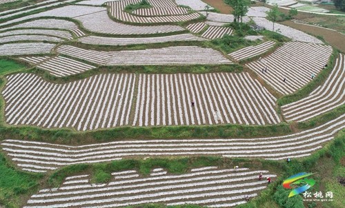 瓦溪鄉(xiāng)：特色產(chǎn)業(yè)助振興