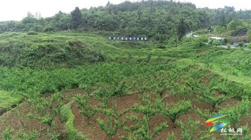 瓦溪鄉(xiāng)：特色產(chǎn)業(yè)助振興