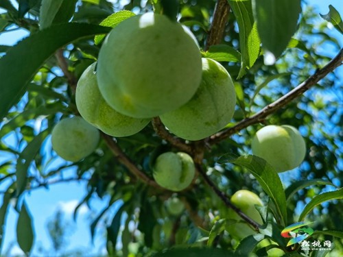 瓦溪鄉(xiāng)：特色產(chǎn)業(yè)助振興