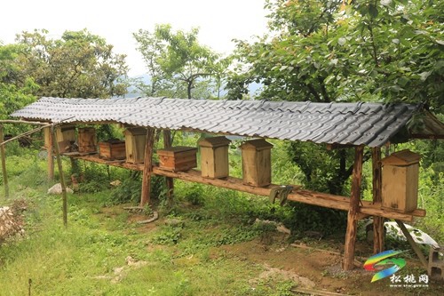 瓦溪鄉(xiāng)：特色產(chǎn)業(yè)助振興