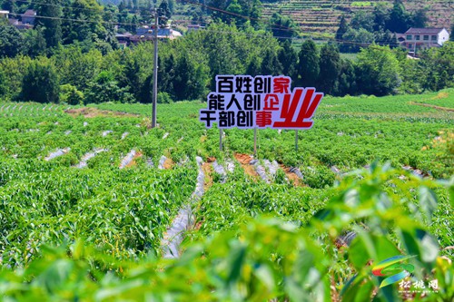 大路鎮(zhèn)：“四力驅(qū)動”助推村級集體經(jīng)濟(jì)提質(zhì)增效