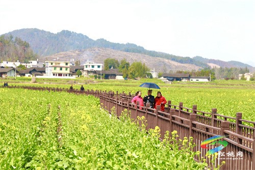 【奮進的春天】春回大地 油菜花“金”艷綻放