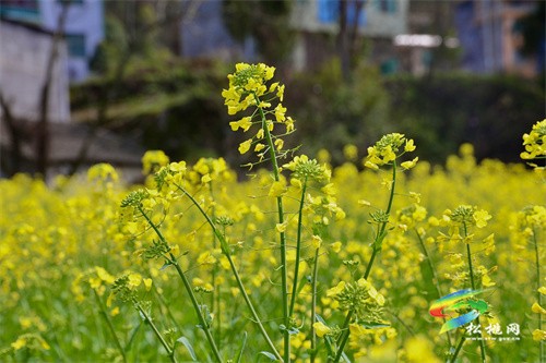 【奮進的春天】春回大地 油菜花“金”艷綻放