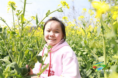 【奮進的春天】春回大地 油菜花“金”艷綻放