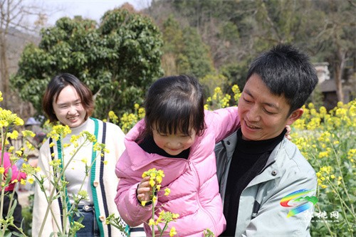 【奮進的春天】春回大地 油菜花“金”艷綻放