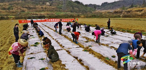 松桃：精準發(fā)力出實招 就業(yè)增收助振興