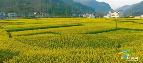 永安鄉(xiāng)：糧油輪作保障糧食安全