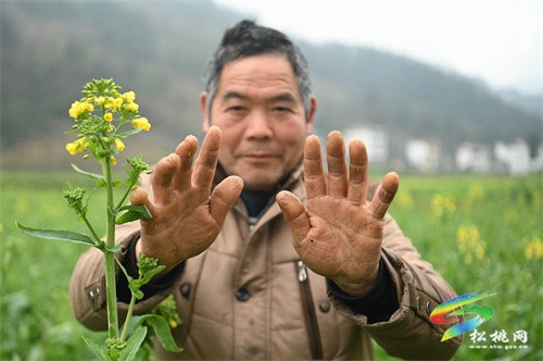 永安鄉(xiāng)：糧油輪作保障糧食安全