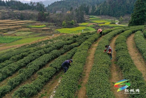 松桃：19萬余畝春茶開采
