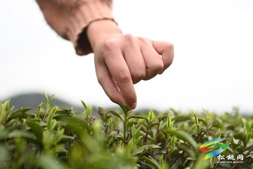 松桃：19萬余畝春茶開采