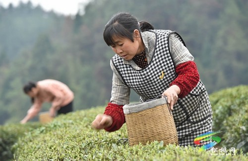 松桃：19萬余畝春茶開采