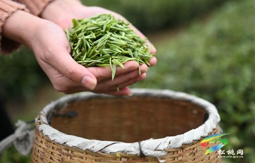 松桃：19萬余畝春茶開采