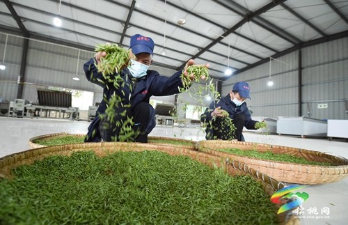 松桃：19萬余畝春茶開采