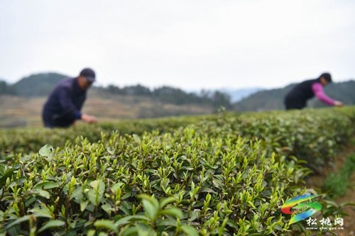 松桃：19萬余畝春茶開采