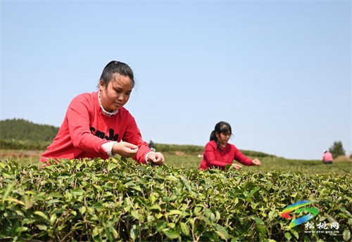 大路鎮(zhèn)：春茶飄香 茶園采摘忙
