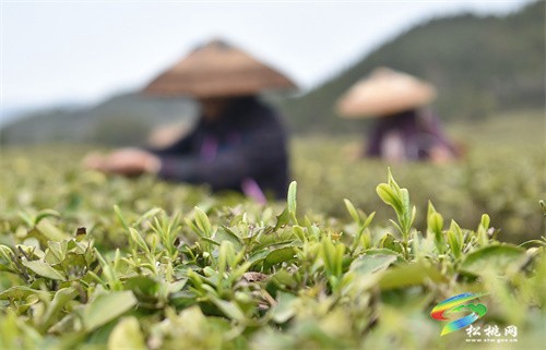 大路鎮(zhèn)：春茶飄香 茶園采摘忙
