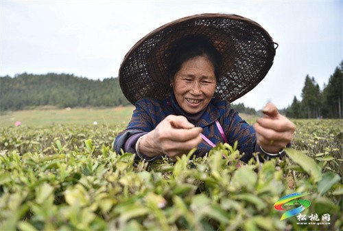 大路鎮(zhèn)：春茶飄香 茶園采摘忙
