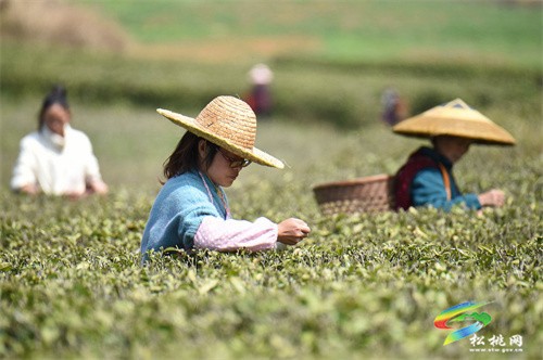 大路鎮(zhèn)：春茶飄香 茶園采摘忙