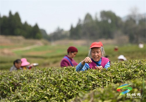 大路鎮(zhèn)：春茶飄香 茶園采摘忙