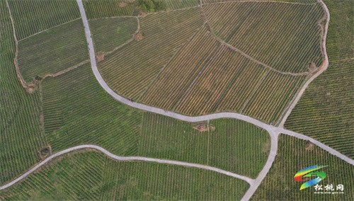 大路鎮(zhèn)：春茶飄香 茶園采摘忙