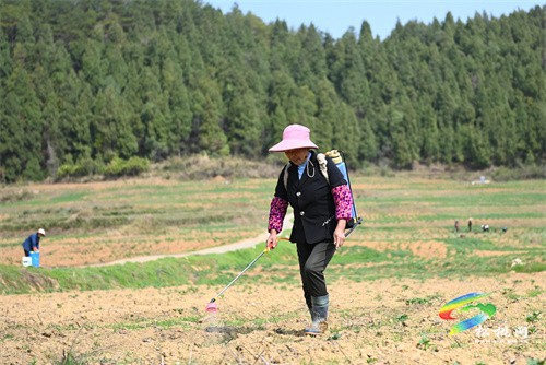 大路鎮(zhèn)后硐村：馬鈴薯管護忙