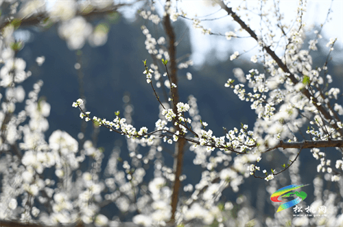 瓦溪鄉(xiāng)：果樹(shù)管護(hù)正當(dāng)時(shí)