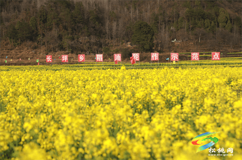 【多彩貴州·花漾中國】長坪500畝油菜花競相綻放