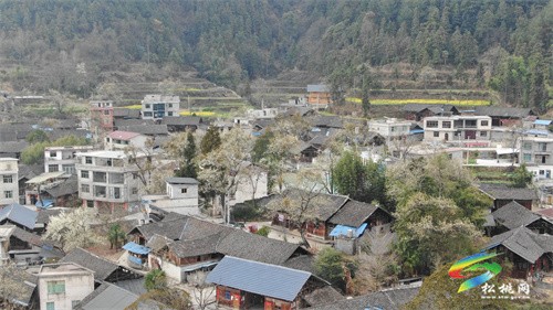 【多彩貴州·花漾中國】長坪500畝油菜花競相綻放