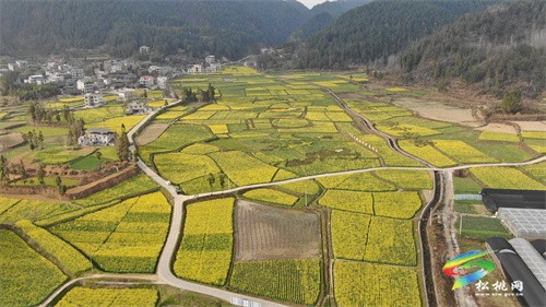 【多彩貴州·花漾中國】長坪500畝油菜花競相綻放