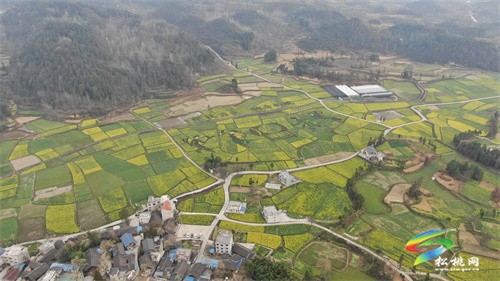 【多彩貴州·花漾中國】長坪500畝油菜花競相綻放