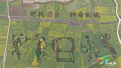 【多彩貴州·花漾中國】長坪500畝油菜花競相綻放