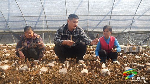 孟溪鎮(zhèn)安山村：試種羊肚菌喜獲豐收