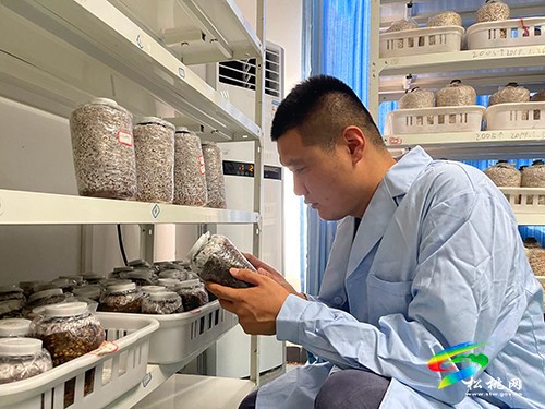 孟溪鎮(zhèn)安山村：試種羊肚菌喜獲豐收