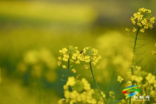 【多彩貴州·花漾中國(guó)】永安鄉(xiāng)：油菜花開(kāi)美如畫(huà)