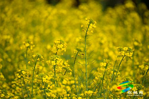 【多彩貴州·花漾中國(guó)】永安鄉(xiāng)：油菜花開(kāi)美如畫(huà)