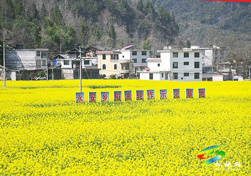 【多彩貴州·花漾中國(guó)】永安鄉(xiāng)：油菜花開(kāi)美如畫(huà)
