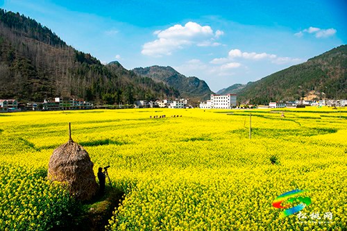 【多彩貴州·花漾中國(guó)】永安鄉(xiāng)：油菜花開(kāi)美如畫(huà)