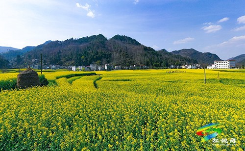 【多彩貴州·花漾中國(guó)】永安鄉(xiāng)：油菜花開(kāi)美如畫(huà)
