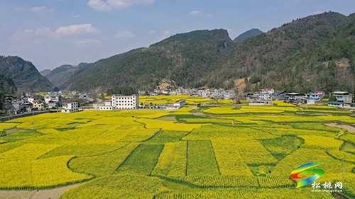 【多彩貴州·花漾中國(guó)】永安鄉(xiāng)：油菜花開(kāi)美如畫(huà)