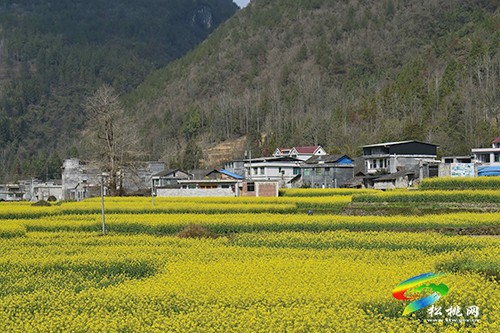【多彩貴州·花漾中國(guó)】永安鄉(xiāng)：油菜花開(kāi)美如畫(huà)