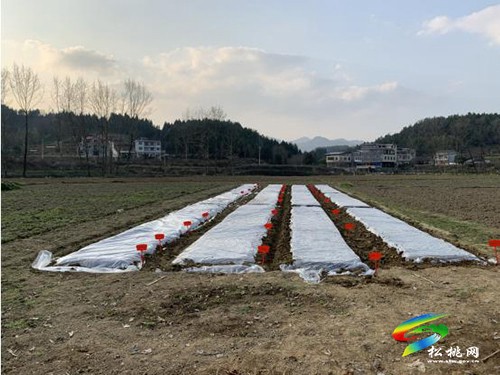 松桃：春日好時光玉米生產(chǎn)忙