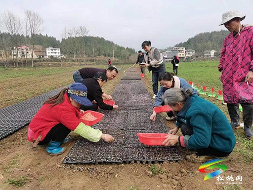 松桃：春日好時光玉米生產(chǎn)忙