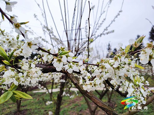 沙壩河鄉(xiāng)泡木村：春風(fēng)十里不如賞“李”