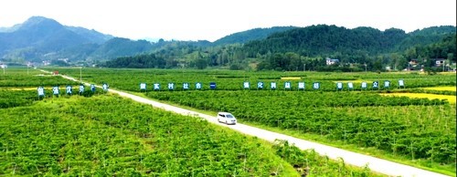松桃：多措并舉緊抓產業(yè)振興促增收