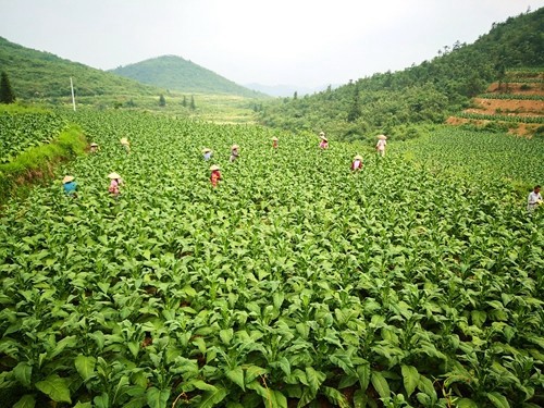 松桃：多措并舉緊抓產業(yè)振興促增收