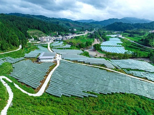 松桃：多措并舉緊抓產業(yè)振興促增收