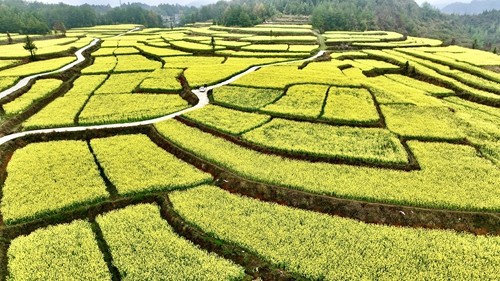 【多彩貴州·花漾中國】長興堡鎮(zhèn)：花開春意濃 苗家女子入畫中
