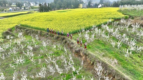 【多彩貴州·花漾中國】長興堡鎮(zhèn)：花開春意濃 苗家女子入畫中