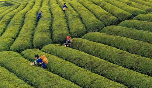 松桃:三月春光好春茶采摘忙